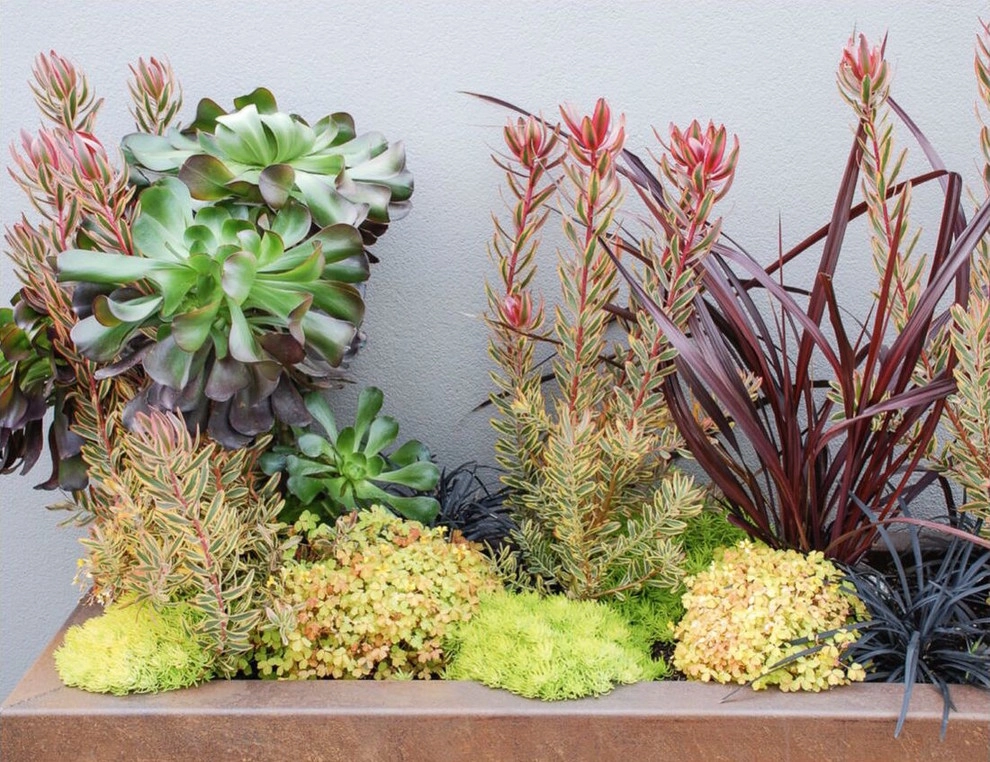 Our Work by Rock & Rose Landscapes San Francisco - Photo 4