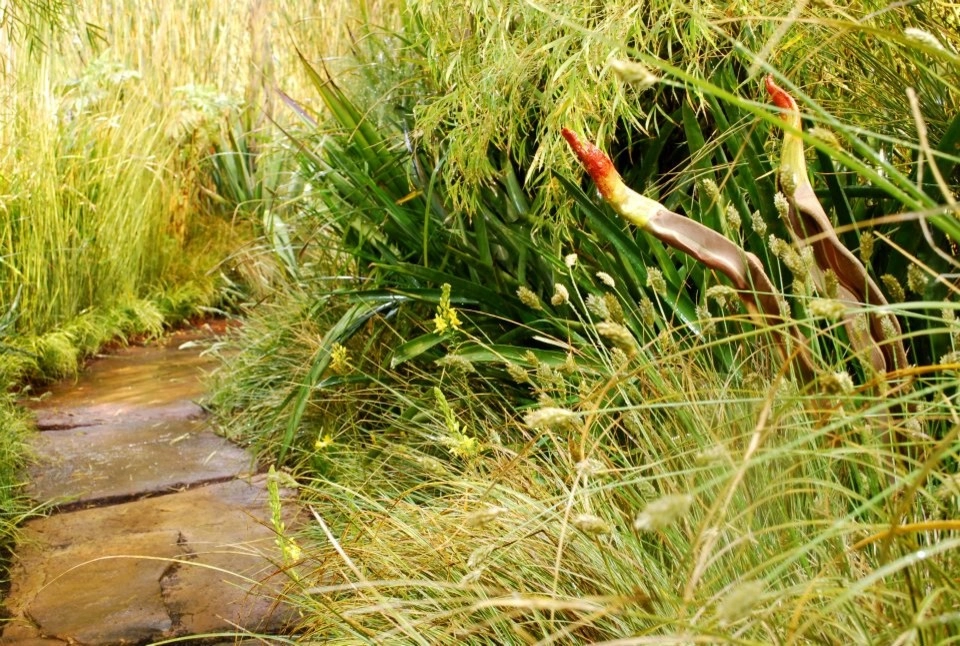 Pathways by Rock & Rose Landscapes San Francisco - Photo 3