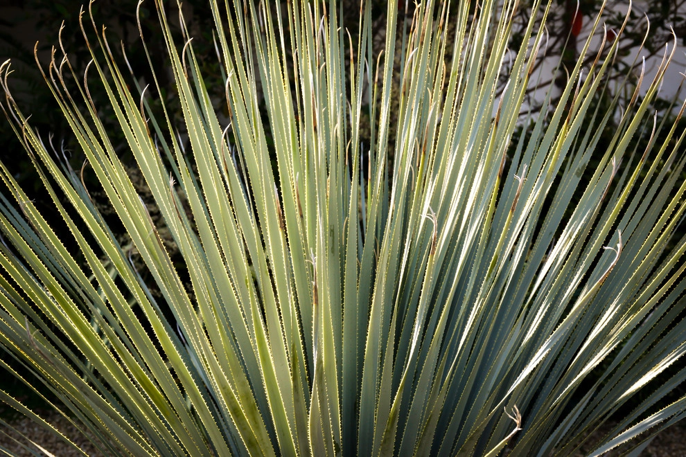 Lawn Conversion by Rock & Rose Landscapes San Francisco - Photo 2