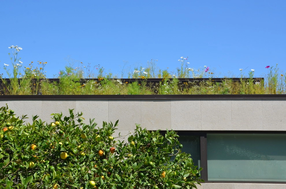 Waterfront Garden by Rock & Rose Landscapes San Francisco - Photo 3