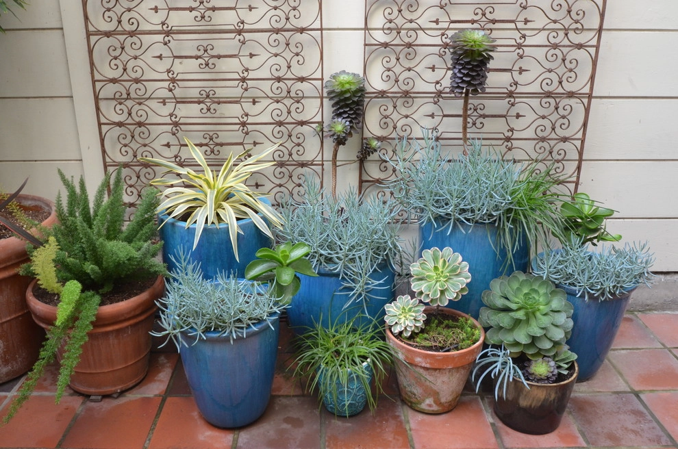 Marina Garden by Rock & Rose Landscapes San Francisco - Photo 2
