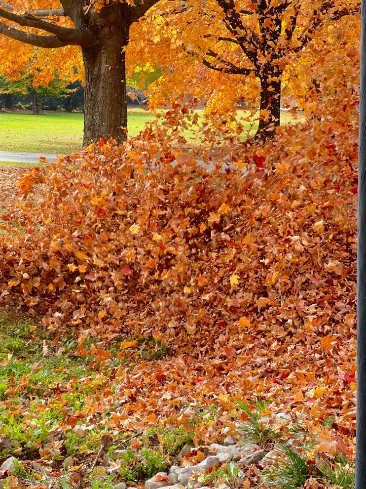Seasonal Leaf Cleanup by Brothers Designs LLC - Photo 3