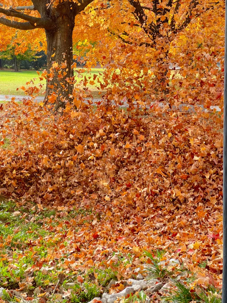 Seasonal Leaf Cleanup by Brothers Designs LLC - Photo 5
