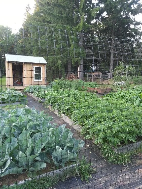 Raised Bed Enclosed Vegetable Garden by Landmark Horticultural Management - Photo 11