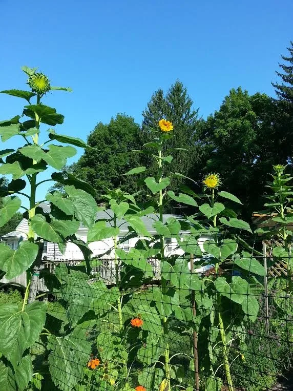 Raised Bed Enclosed Vegetable Garden by Landmark Horticultural Management - Photo 16