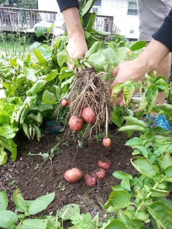 Raised Bed Enclosed Vegetable Garden by Landmark Horticultural Management - Photo 18