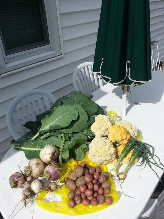Raised Bed Enclosed Vegetable Garden by Landmark Horticultural Management - Photo 15