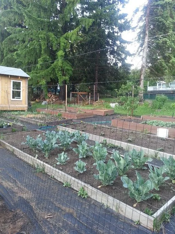 Raised Bed Enclosed Vegetable Garden by Landmark Horticultural Management - Photo 12