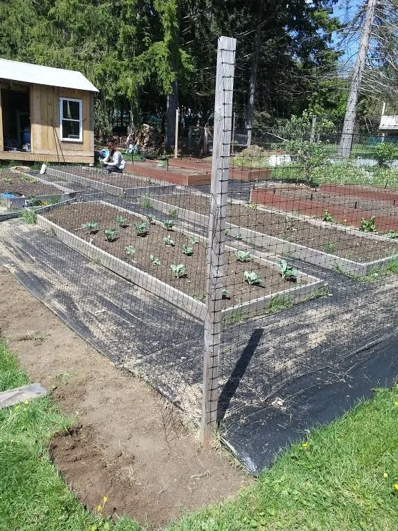 Raised Bed Enclosed Vegetable Garden by Landmark Horticultural Management - Photo 3