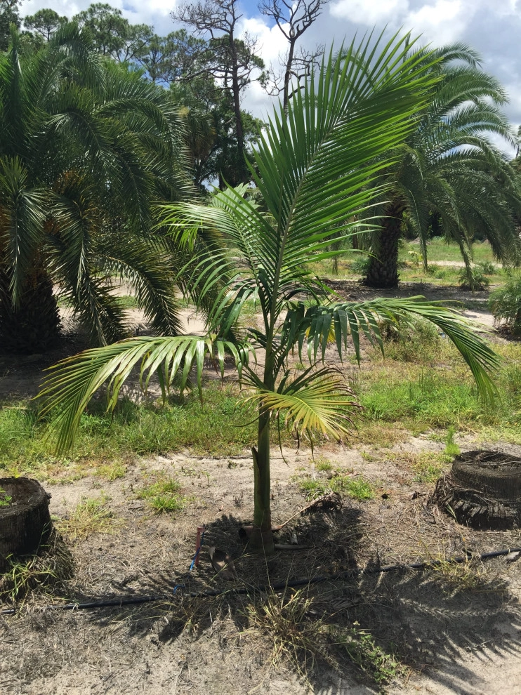 Landscaping by Rooted Landscape Services Of IRC LLC - Photo 17