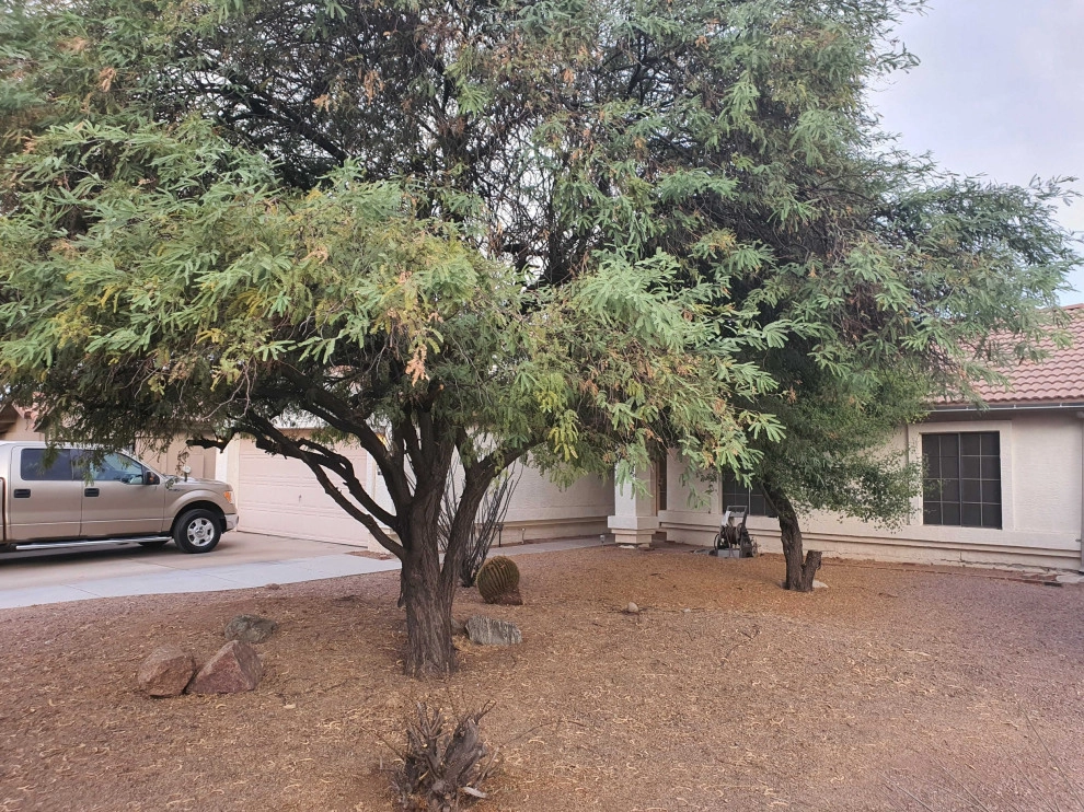Tree Removal by Saguaro Landscaping And Pool Service LLC. - Photo 2