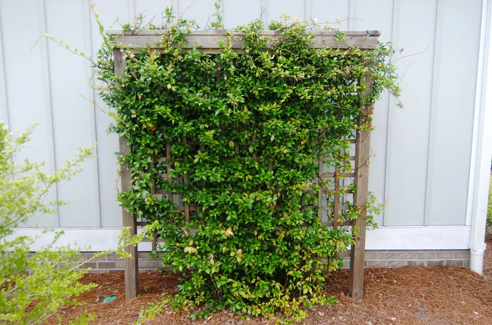 Gardeners' Paradise Outdoors by Deck Daddy's - Photo 24