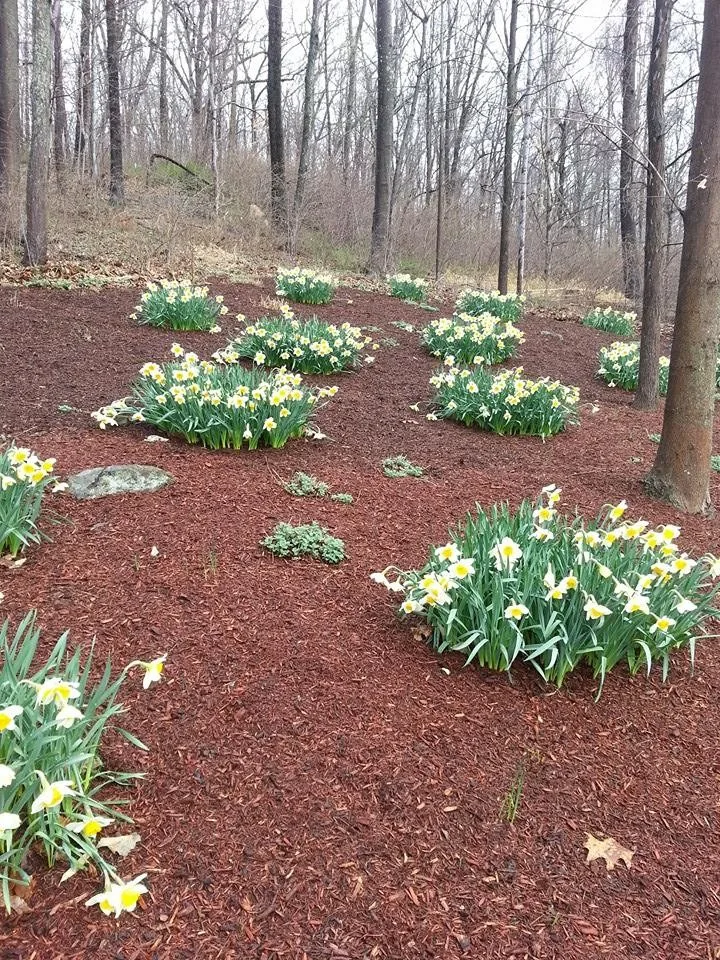 Diverse Flora Arrangements by Landmark Horticultural Management - Photo 6