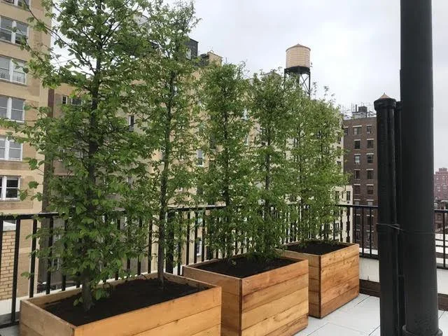 New York City Black Locust Rooftop Planters by Robi Decking - Photo 2