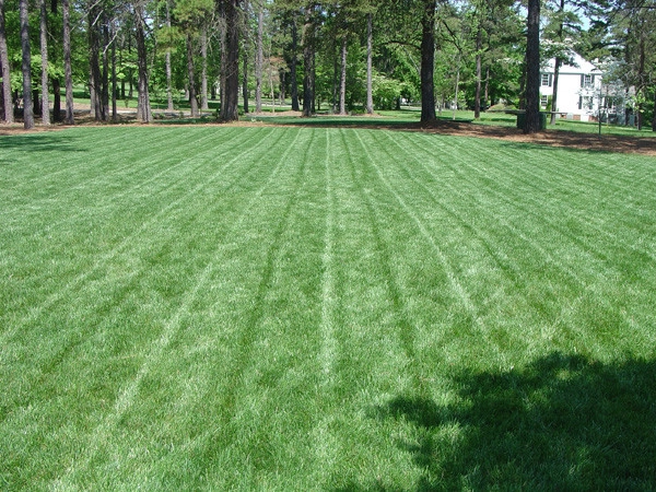 Charlotte Lawn Care and Landscape Projects by SecureTurf - Charlotte Landscaping Experts - Photo 2