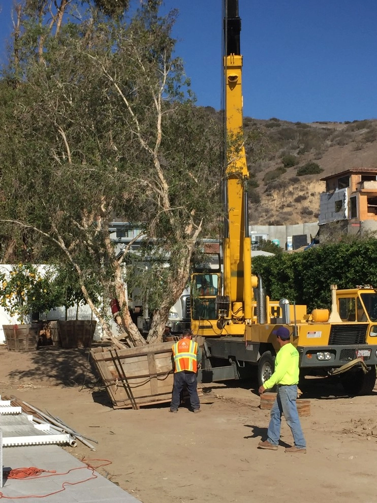 Malibu Residence by Seed Landcare - Photo 2