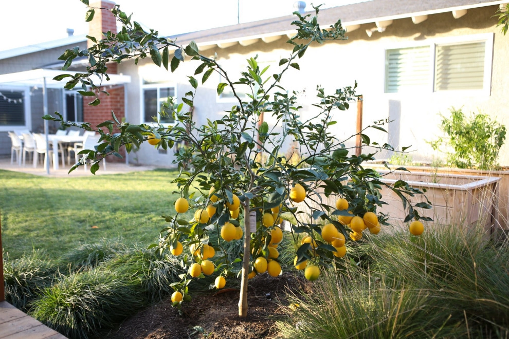 Orange by Seed Landcare - Photo 7