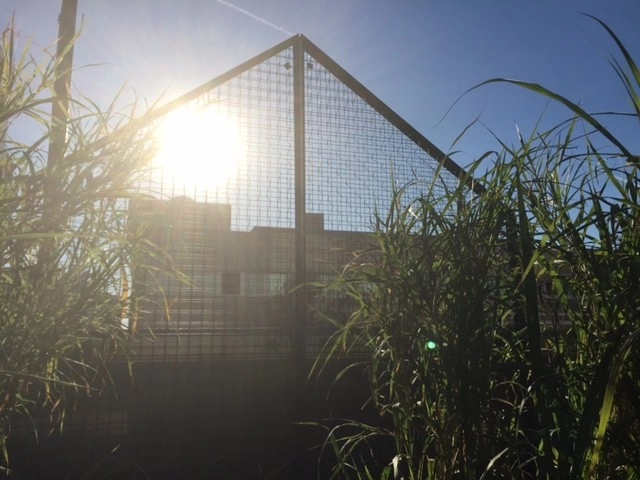 The Line Hotel, Los Angeles by Seed Landcare - Photo 3