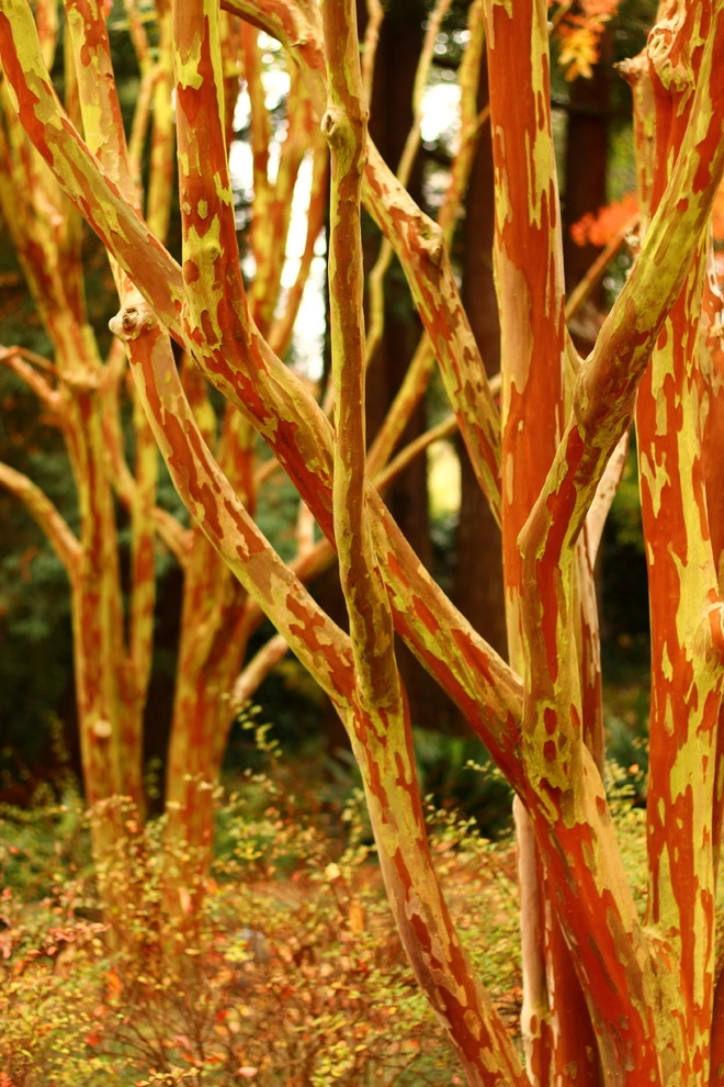 Fall Colors by Segale & Cerini Landscape Contractors - Photo 9