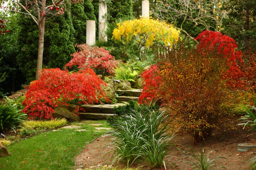 Fall Colors by Segale & Cerini Landscape Contractors - Photo 4