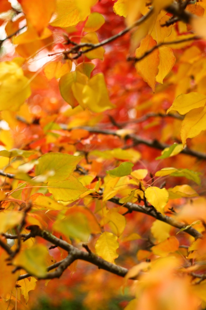 Fall Colors by Segale & Cerini Landscape Contractors - Photo 10