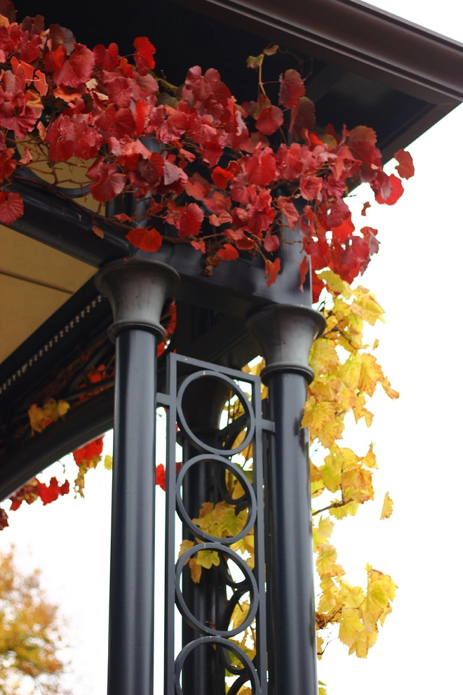 Fall Colors by Segale & Cerini Landscape Contractors - Photo 3