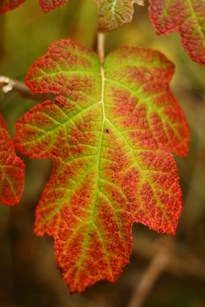 Fall Colors by Segale & Cerini Landscape Contractors - Photo 8