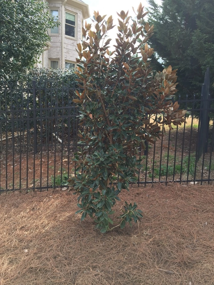 Alpharetta Yard Enhancements by SHM Landscape - Photo 2