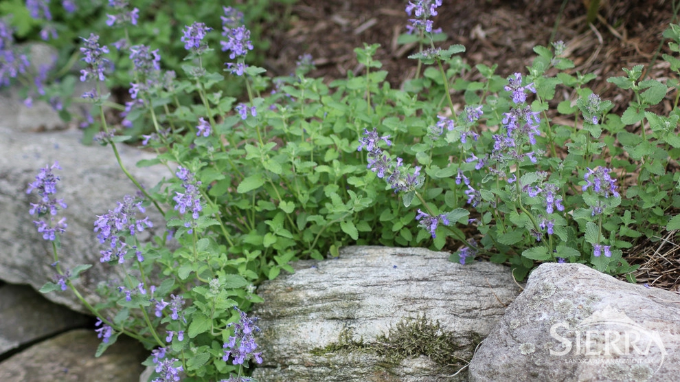 Sierra 2015 by Sierra Landscape Management, LLC - Photo 5