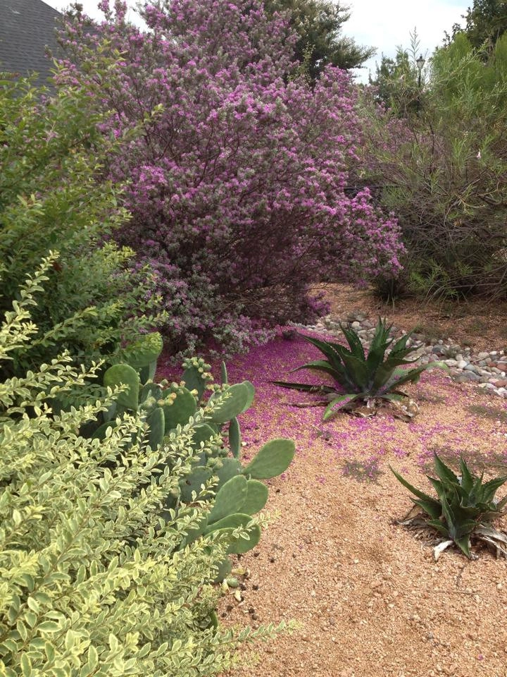 Silverado Lawn & Landscaping - Photo 12