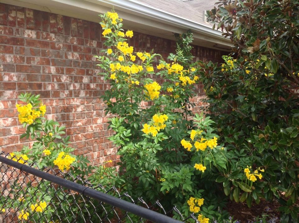 Lawns & Landscaping by Silverado Lawn & Landscaping - Photo 15