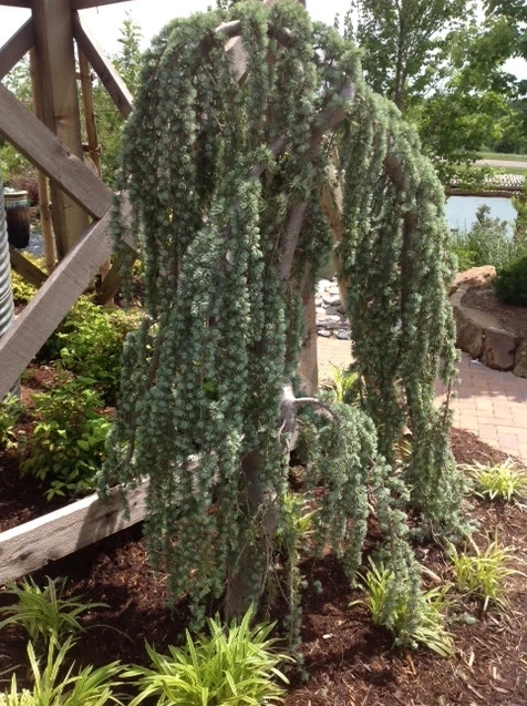 Small Wonders Landscape & Design, Llc - Photo 11