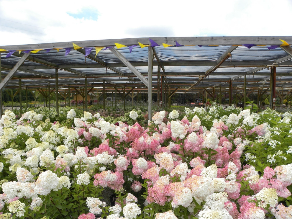 Specific Unique Flowers by Smalls Landscaping - Photo 2