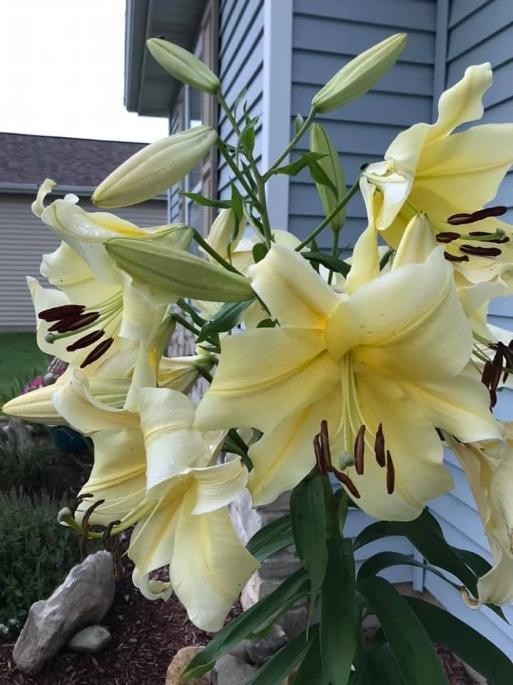 Specific Unique Flowers by Smalls Landscaping - Photo 4