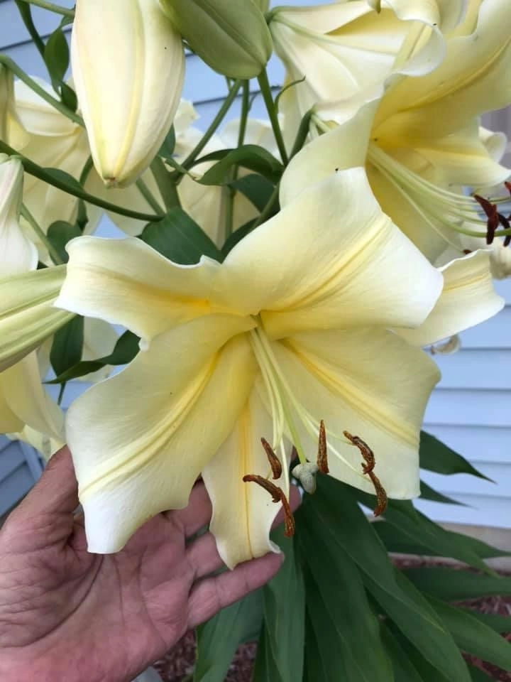Specific Unique Flowers by Smalls Landscaping - Photo 3
