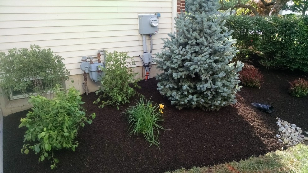 Tree Planting by Steve Greco Landscaping, Inc. - Photo 3