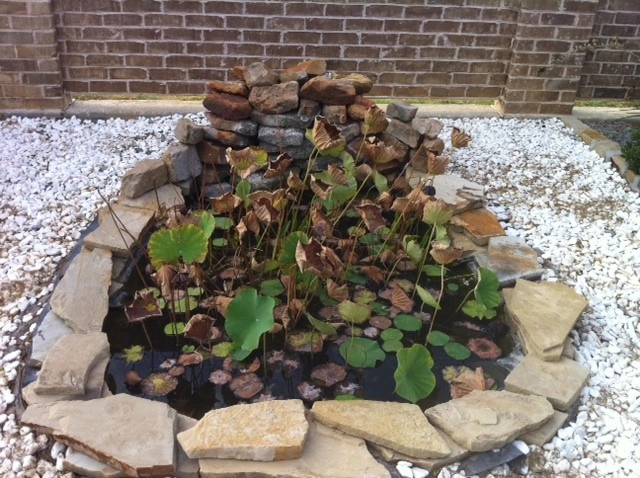Before + After by Sublime Water Gardens - Photo 11