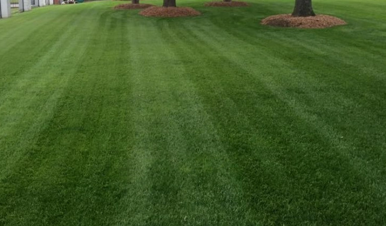 7 Step Turf Care Service by Superscapes - Photo 3