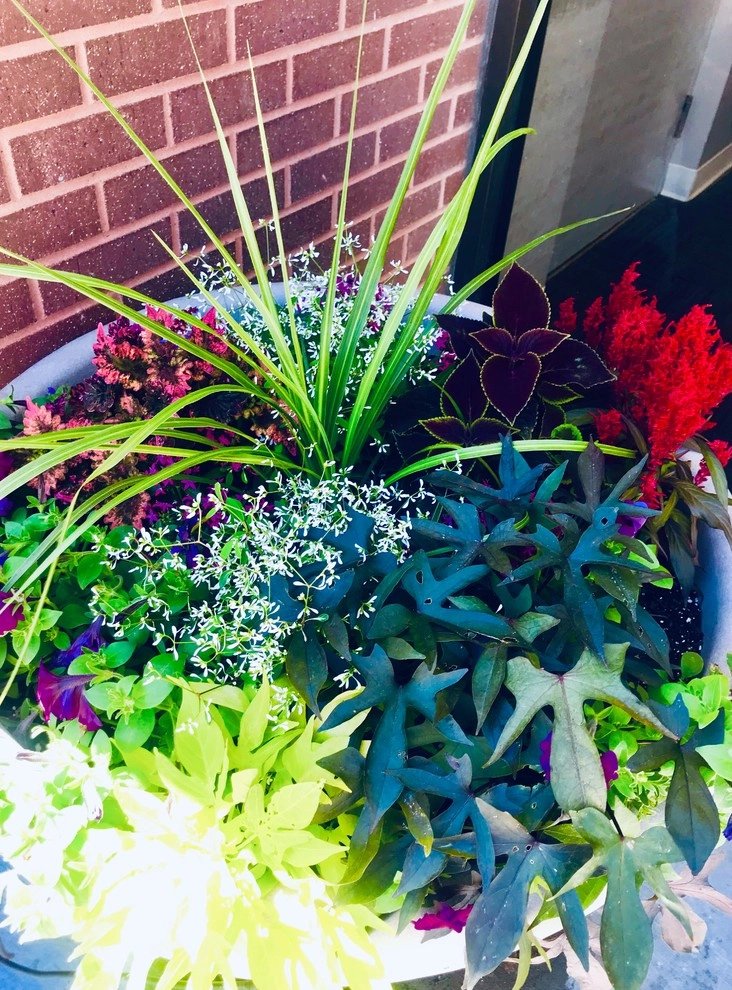 Potted Arrangements by Superscapes - Photo 5