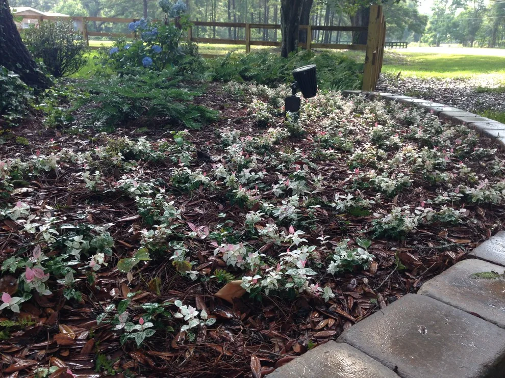 Havana Initiative by NeSmith Landscapes - Photo 6