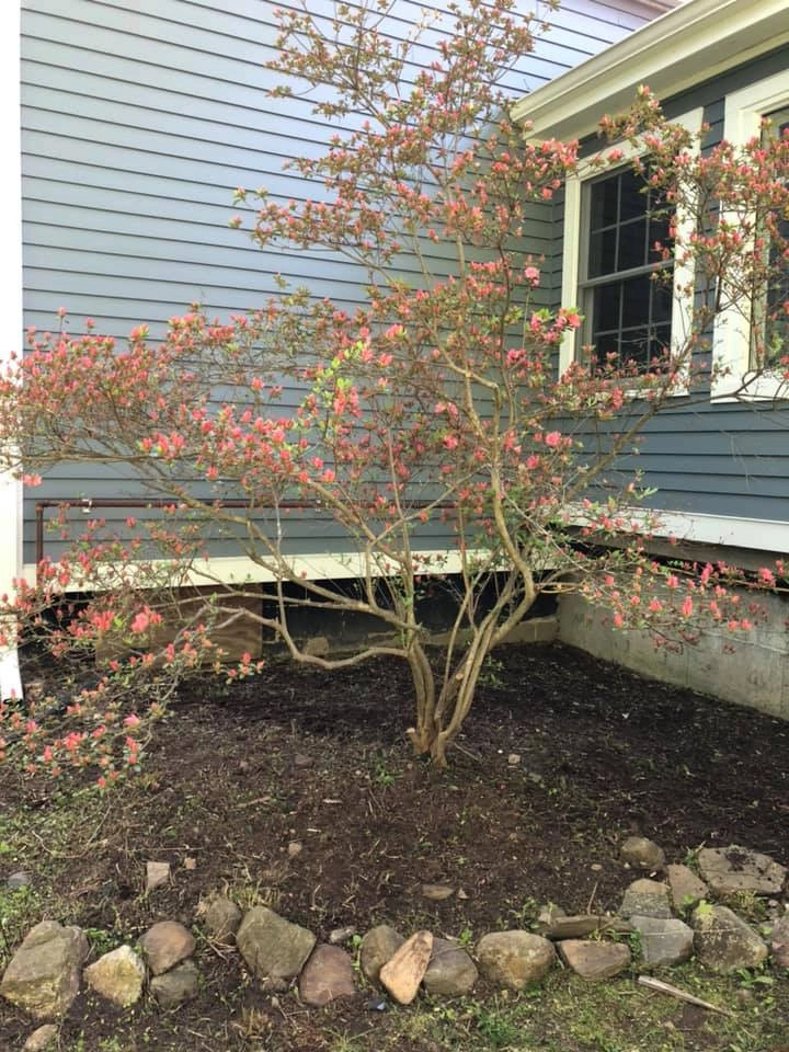 Shrub and Plant Installation by Tate's Property Care, LLC - Photo 3
