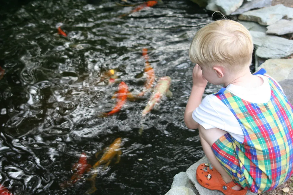 Koi Water Gardens by Tranquil Escapes LLC - Photo 7