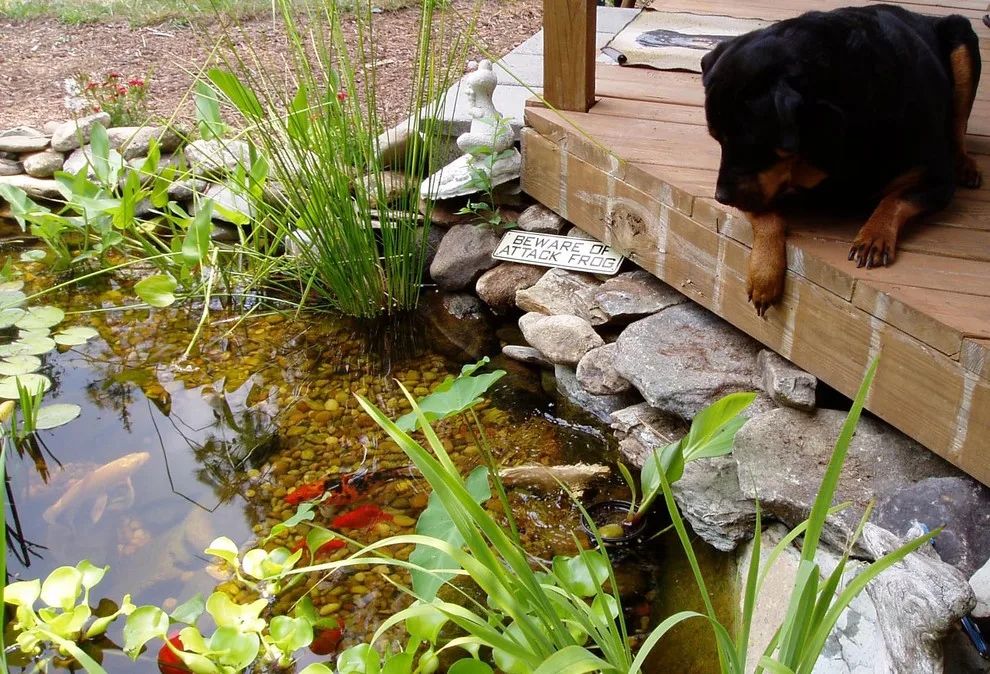 Koi Water Gardens by Tranquil Escapes LLC - Photo 17
