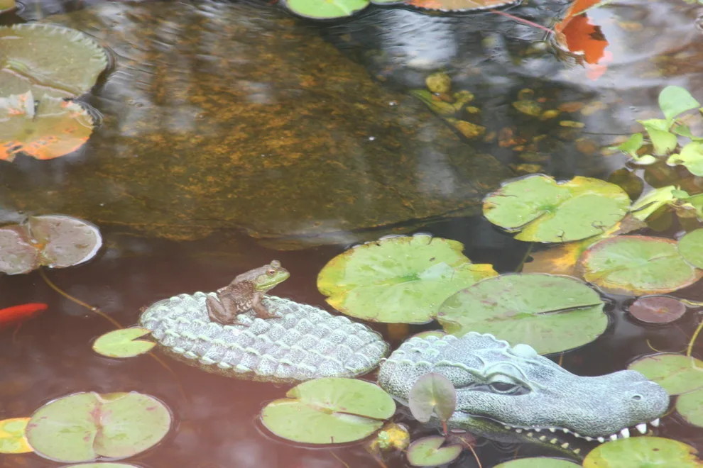 Koi Water Gardens by Tranquil Escapes LLC - Photo 4