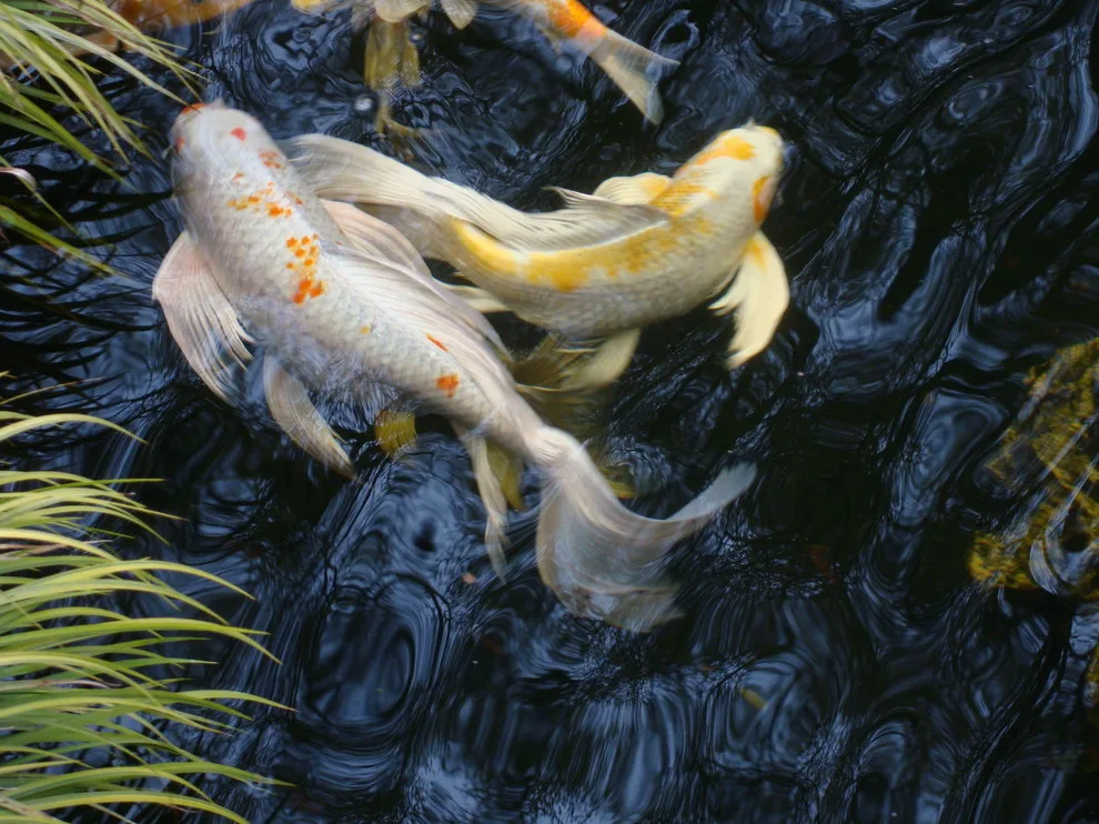 Koi Water Gardens by Tranquil Escapes LLC - Photo 20