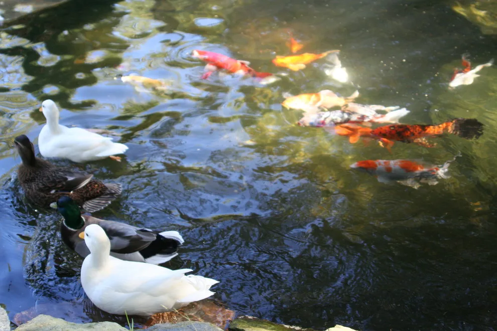 Koi Water Gardens by Tranquil Escapes LLC - Photo 2