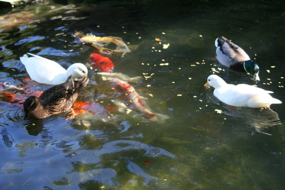 Koi Water Gardens by Tranquil Escapes LLC - Photo 13