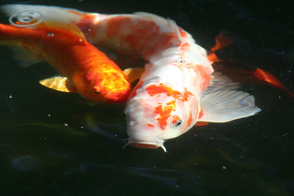 Koi Water Gardens by Tranquil Escapes LLC - Photo 3