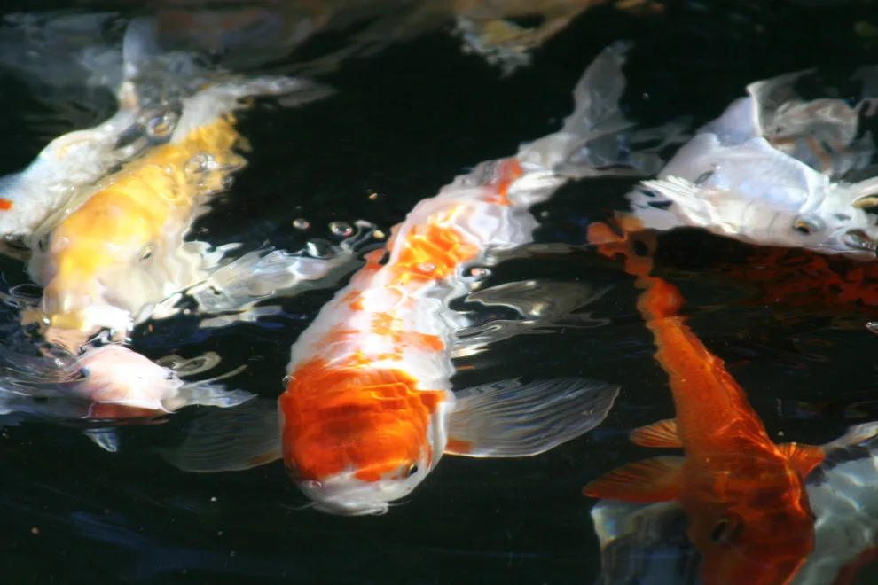 Koi Water Gardens by Tranquil Escapes LLC - Photo 18