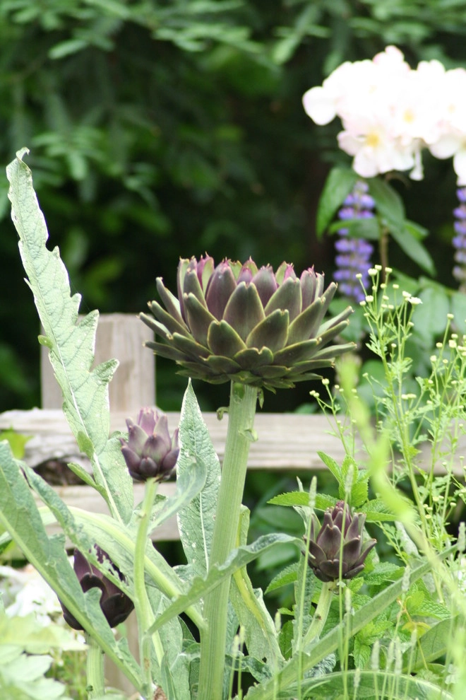 Ross Cottage Garden by Terra Ferma Landscapes - Photo 7